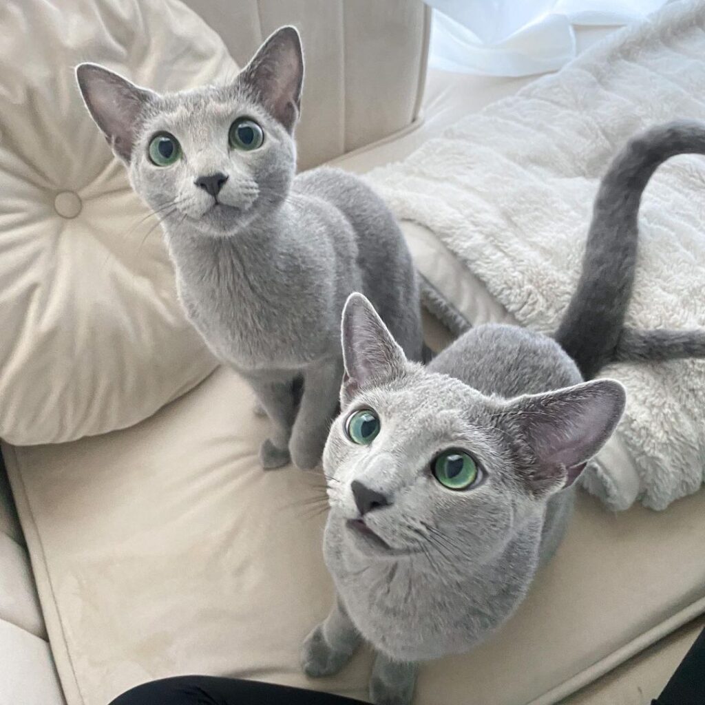 Russian blue 2024 kitten cost