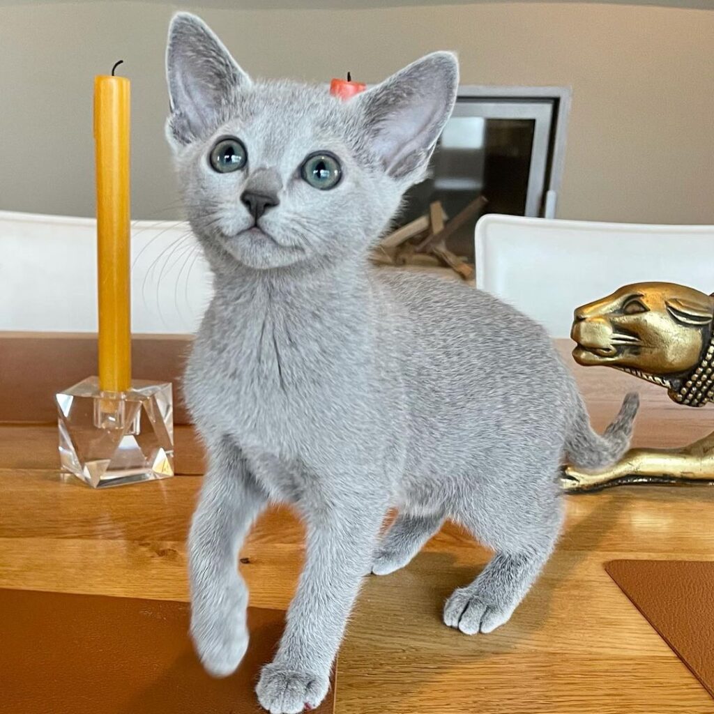 Russian Blue Kitten for Adoption