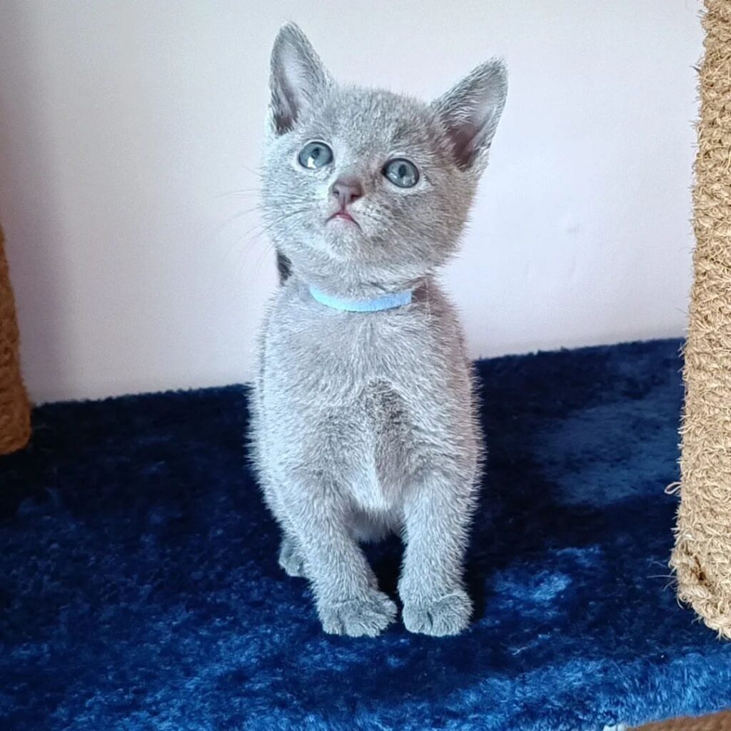 Russian Blue Kittens for Sale